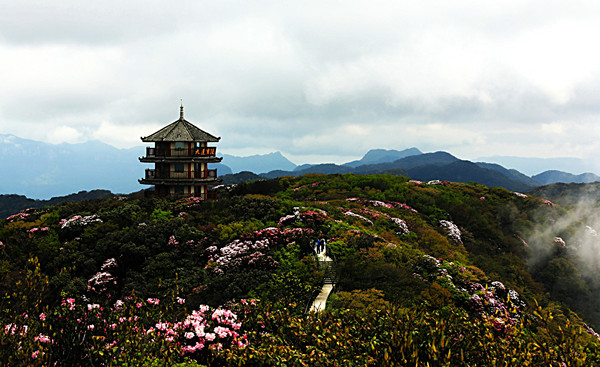 金佛山杜鵑花.jpg